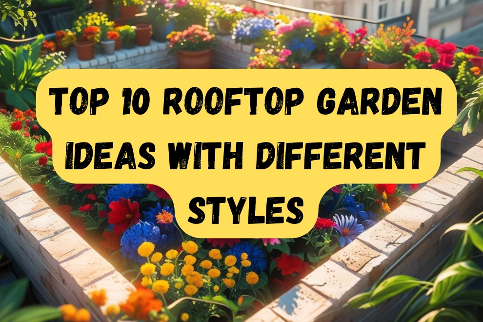 Rooftop Garden Ideas
